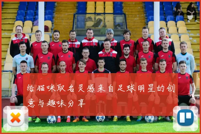 给猫咪取名灵感来自足球明星的创意与趣味分享